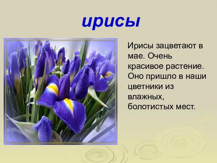 ирисы Ирисы зацветают в мае. Очень красивое растение. Оно пришло в наши