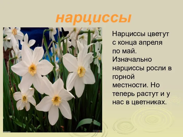 нарциссы Нарциссы цветут с конца апреля по май. Изначально нарциссы росли в