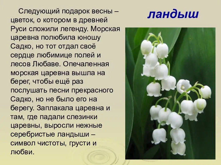 Следующий подарок весны – цветок, о котором в древней Руси сложили легенду.