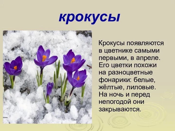 крокусы Крокусы появляются в цветнике самыми первыми, в апреле. Его цветки похожи