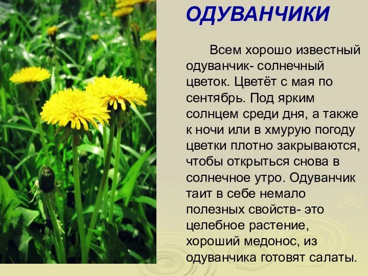 Всем хорошо известный одуванчик- солнечный цветок. Цветёт с мая по сентябрь. Под