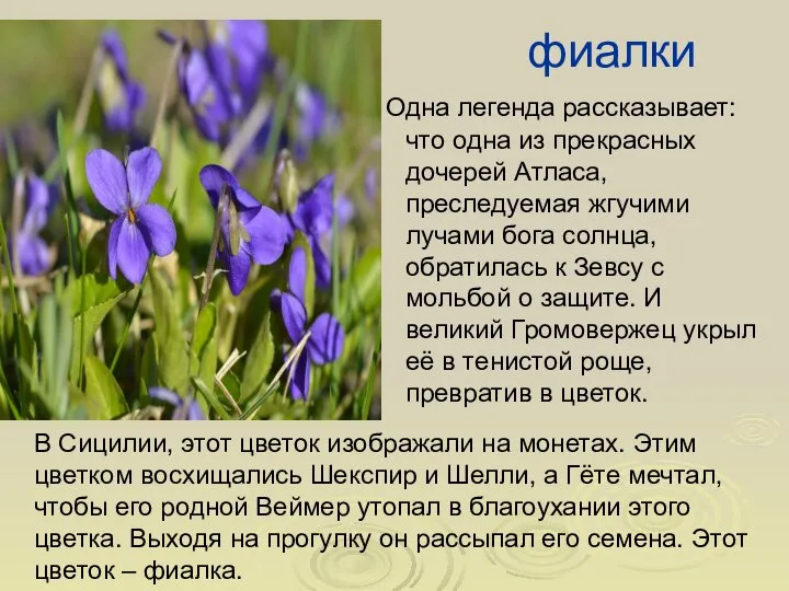 фиалки Одна легенда рассказывает: что одна из прекрасных дочерей Атласа, преследуемая жгучими