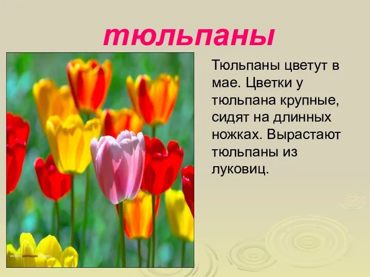 тюльпаны Тюльпаны цветут в мае. Цветки у тюльпана крупные, сидят на длинных
