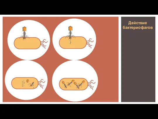 Действие бактериофагов