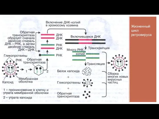 Жизненный цикл ретровируса