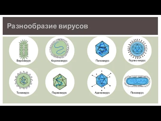 Разнообразие вирусов Паповирус Аденовирус Тогавирус Коронавирус Парвовирус Герпес-вирус Поксвирус Вирговирус