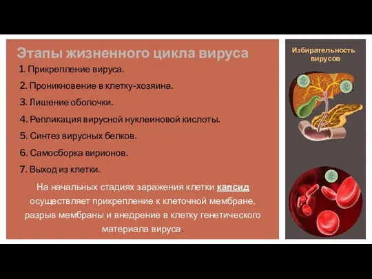 Этапы жизненного цикла вируса 1. Прикрепление вируса. 2. Проникновение в клетку-хозяина. 3.