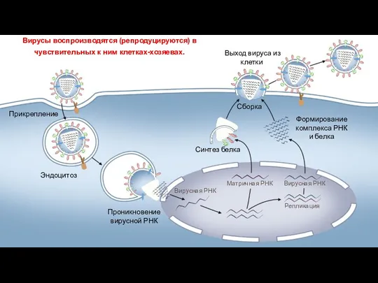 Прикрепление Эндоцитоз Проникновение вирусной РНК Вирусная РНК Матричная РНК Вирусная РНК Репликация