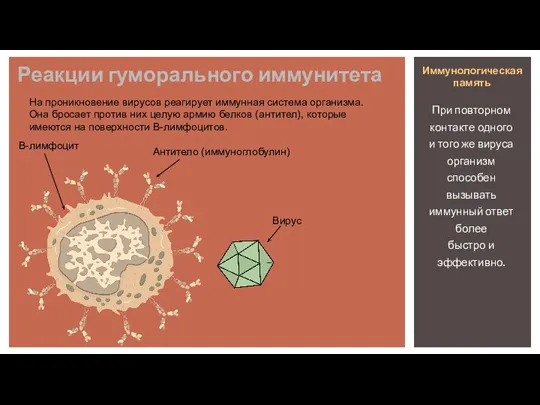 Реакции гуморального иммунитета В-лимфоцит Антитело (иммуноглобулин) Вирус На проникновение вирусов реагирует иммунная