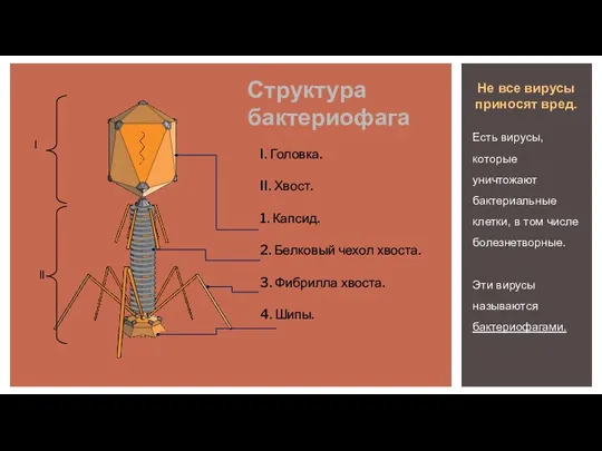 Структура бактериофага I. Головка. II. Хвост. 1. Капсид. 2. Белковый чехол хвоста.