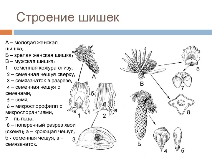 Строение шишек А – молодая женская шишка; Б – зрелая женская шишка;