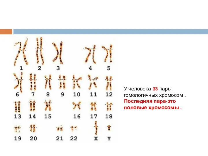 У человека 23 пары гомологичных хромосом . Последняя пара-это половые хромосомы .