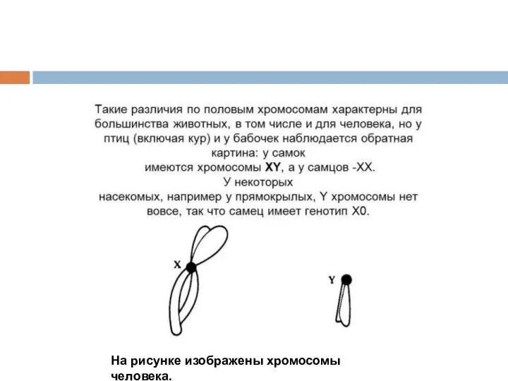 На рисунке изображены хромосомы человека.