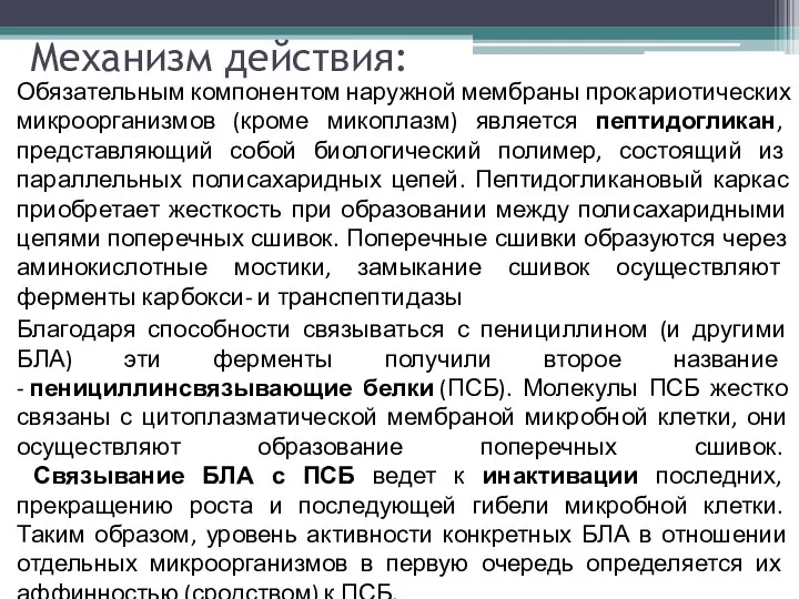 Механизм действия: Обязательным компонентом наружной мембраны прокариотических микроорганизмов (кроме микоплазм) является пептидогликан,