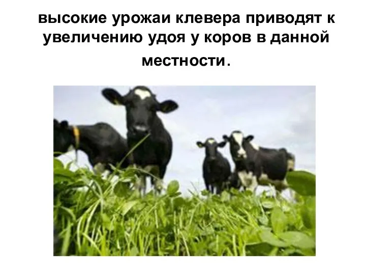высокие урожаи клевера приводят к увеличению удоя у коров в данной местности.