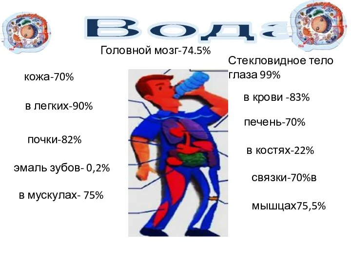 Головной мозг-74.5% в крови -83% в костях-22% Вода в мускулах- 75% Стекловидное