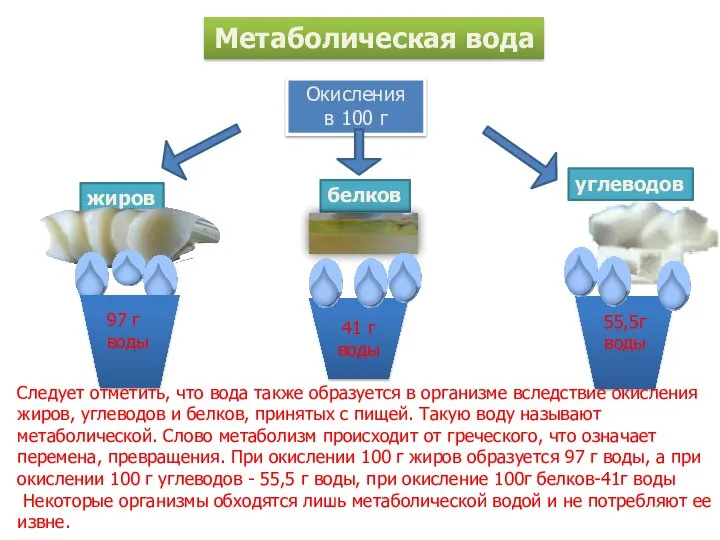 Окисления в 100 г жиров углеводов белков Метаболическая вода 97 г воды