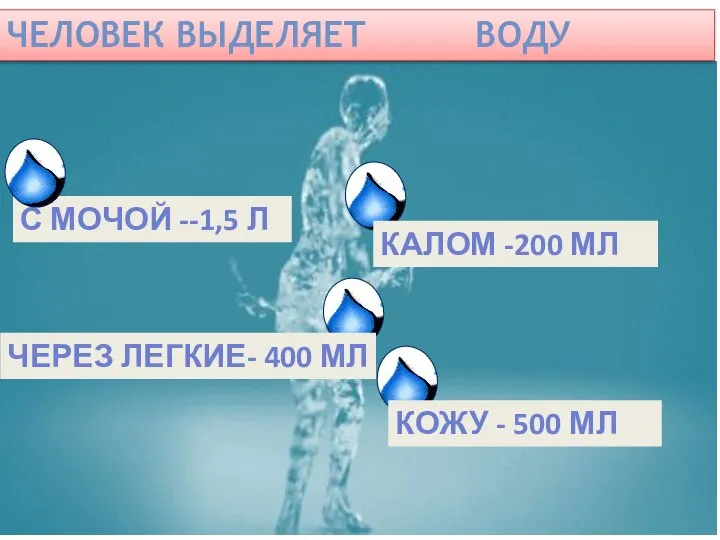 ЧЕЛОВЕК ВЫДЕЛЯЕТ ВОДУ КАЛОМ -200 МЛ ЧЕРЕЗ ЛЕГКИЕ- 400 МЛ КОЖУ -