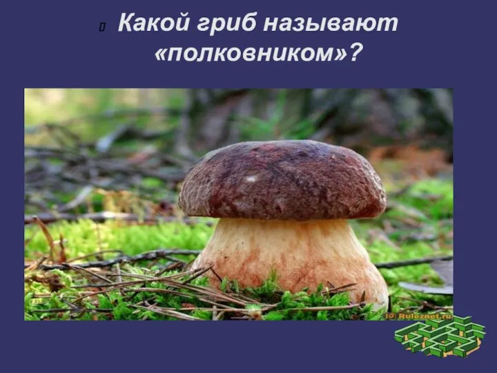 Какой гриб называют «полковником»?