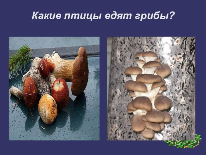 Какие птицы едят грибы?