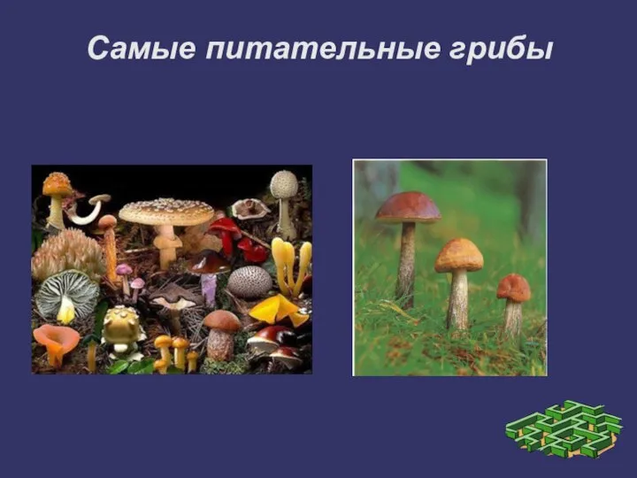 Самые питательные грибы