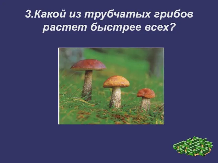 3.Какой из трубчатых грибов растет быстрее всех?
