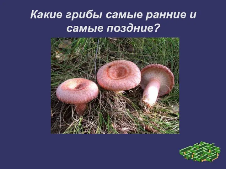 Какие грибы самые ранние и самые поздние?