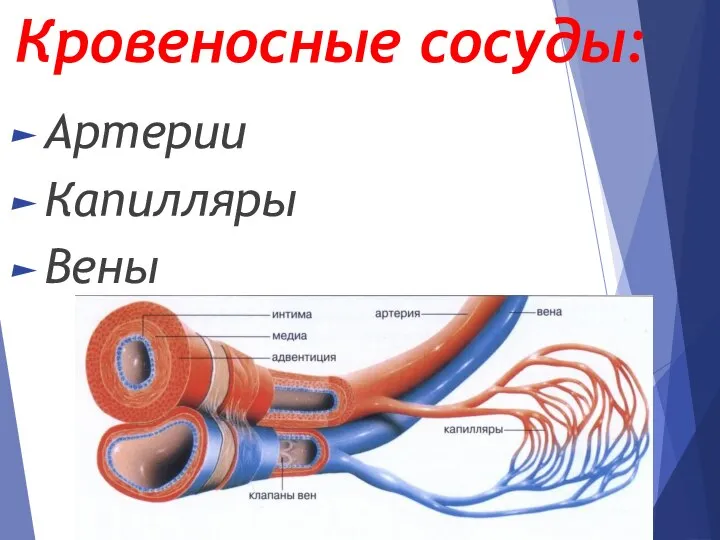 Кровеносные сосуды: Артерии Капилляры Вены
