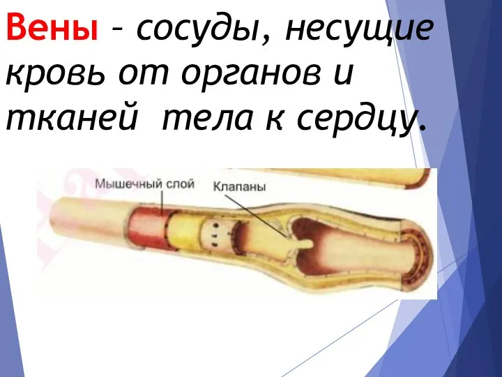 Вены – сосуды, несущие кровь от органов и тканей тела к сердцу.