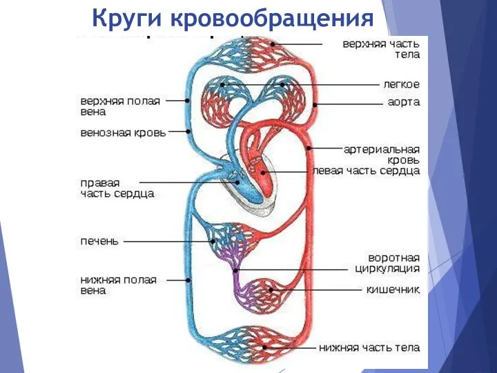 Круги кровообращения