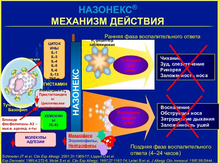 Макрофаги Эозинофилы, Нейтрофилы Ранняя фаза воспалительного ответа Поздняя фаза воспалительного ответа (4–24