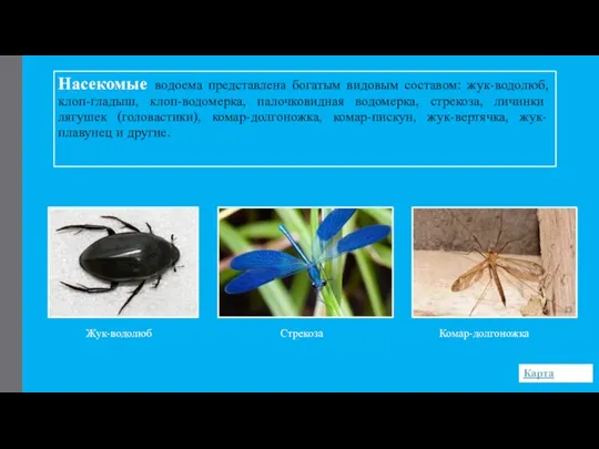 Насекомые водоема представлена богатым видовым составом: жук-водолюб, клоп-гладыш, клоп-водомерка, палочковидная водомерка, стрекоза,