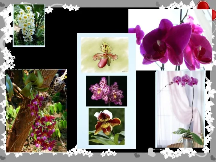 Многие орхидеи обитают над землёй в кронах высоких деревьев