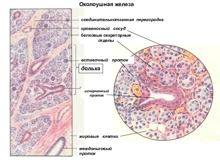 Околоушная железа соединительнотканная перегородка кровеносный сосуд белковые секреторные отделы вставочный проток долька
