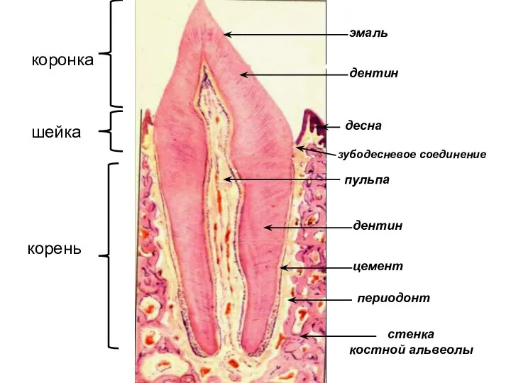 коронка шейка корень пульпа эмаль дентин цемент стенка костной альвеолы периодонт десна дентин зубодесневое соединение