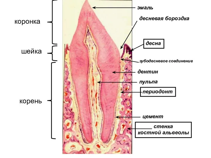 коронка шейка корень стенка костной альвеолы периодонт десна зубодесневое соединение десневая бороздка эмаль дентин пульпа цемент
