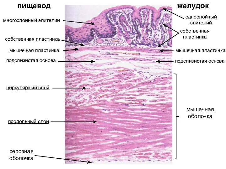 пищевод желудок однослойный эпителий многослойный эпителий собственная пластинка собственная пластинка мышечная пластинка