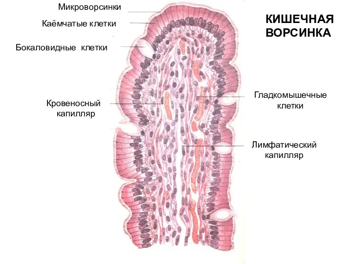 Микроворсинки Каёмчатые клетки Бокаловидные клетки Лимфатический капилляр Кровеносный капилляр Гладкомышечные клетки КИШЕЧНАЯ ВОРСИНКА