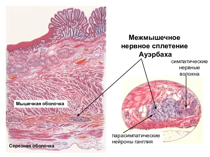 Межмышечное нервное сплетение Ауэрбаха симпатические нервные волокна Серозная оболочка Мышечная оболочка парасимпатические нейроны ганглия