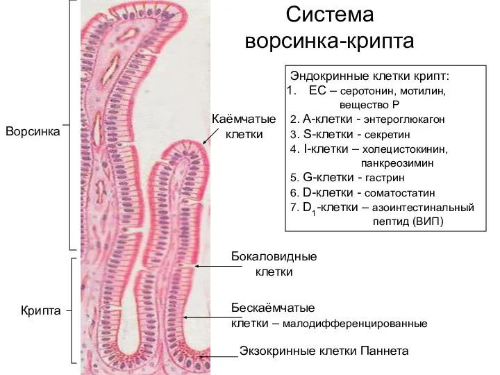 Система ворсинка-крипта Бескаёмчатые клетки – малодифференцированные Экзокринные клетки Паннета Бокаловидные клетки Крипта