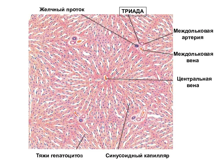 Желчный проток ТРИАДА Междольковая артерия Междольковая вена Центральная вена Тяжи гепатоцитов Синусоидный капилляр