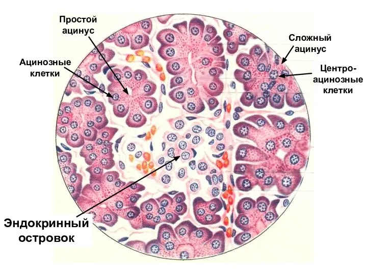 Сложный ацинус Простой ацинус Центро- ацинозные клетки Эндокринный островок Ацинозные клетки