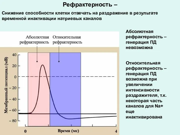 Рефрактерность – Снижение способности клетки отвечать на раздражение в результате временной инактивации