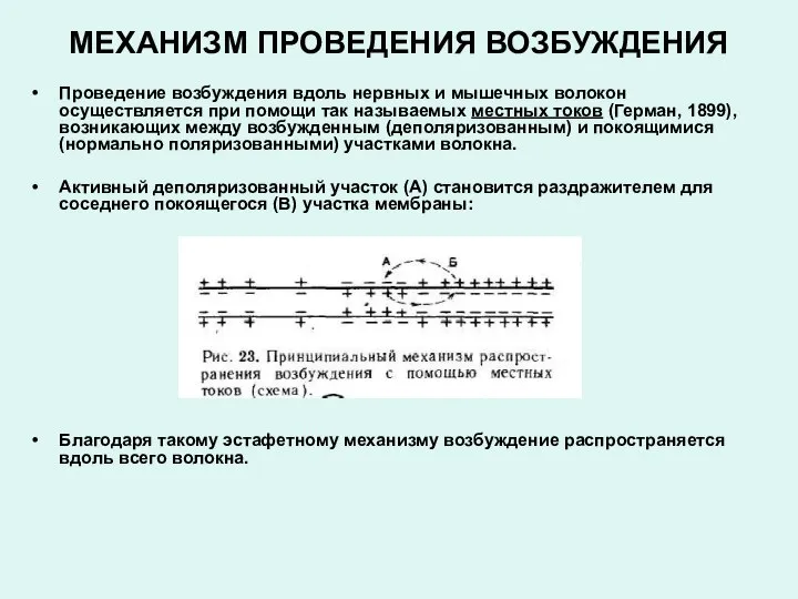 МЕХАНИЗМ ПРОВЕДЕНИЯ ВОЗБУЖДЕНИЯ Проведение возбуждения вдоль нервных и мышечных волокон осуществляется при