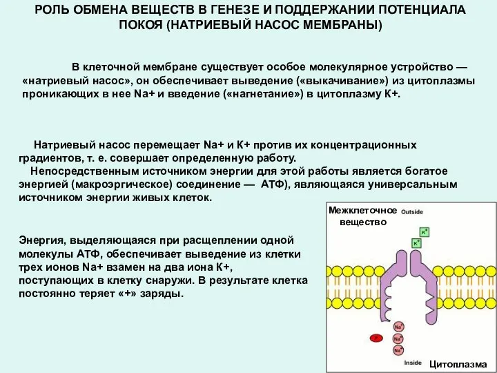 РОЛЬ ОБМЕНА ВЕЩЕСТВ В ГЕНЕЗЕ И ПОДДЕРЖАНИИ ПОТЕНЦИАЛА ПОКОЯ (НАТРИЕВЫЙ НАСОС МЕМБРАНЫ)