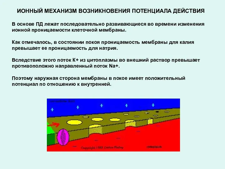 ИОННЫЙ МЕХАНИЗМ ВОЗНИКНОВЕНИЯ ПОТЕНЦИАЛА ДЕЙСТВИЯ В основе ПД лежат последовательно развивающиеся во