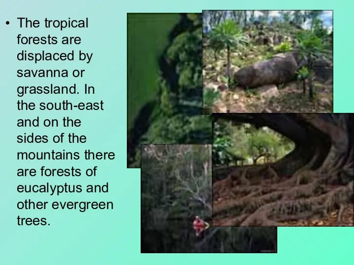 The tropical forests are displaced by savanna or grassland. In the south-east
