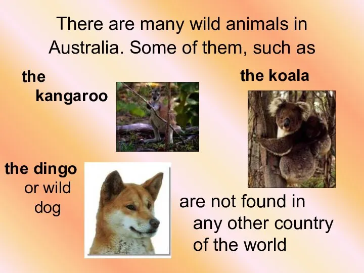 There are many wild animals in Australia. Some of them, such as