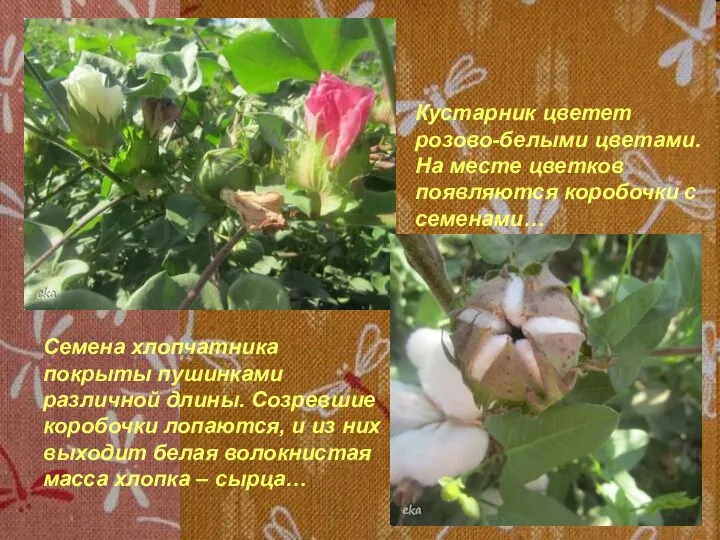 Кустарник цветет розово-белыми цветами. На месте цветков появляются коробочки с семенами… Семена