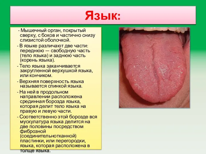 Язык: - Мышечный орган, покрытый сверху, с боков и частично снизу слизистой